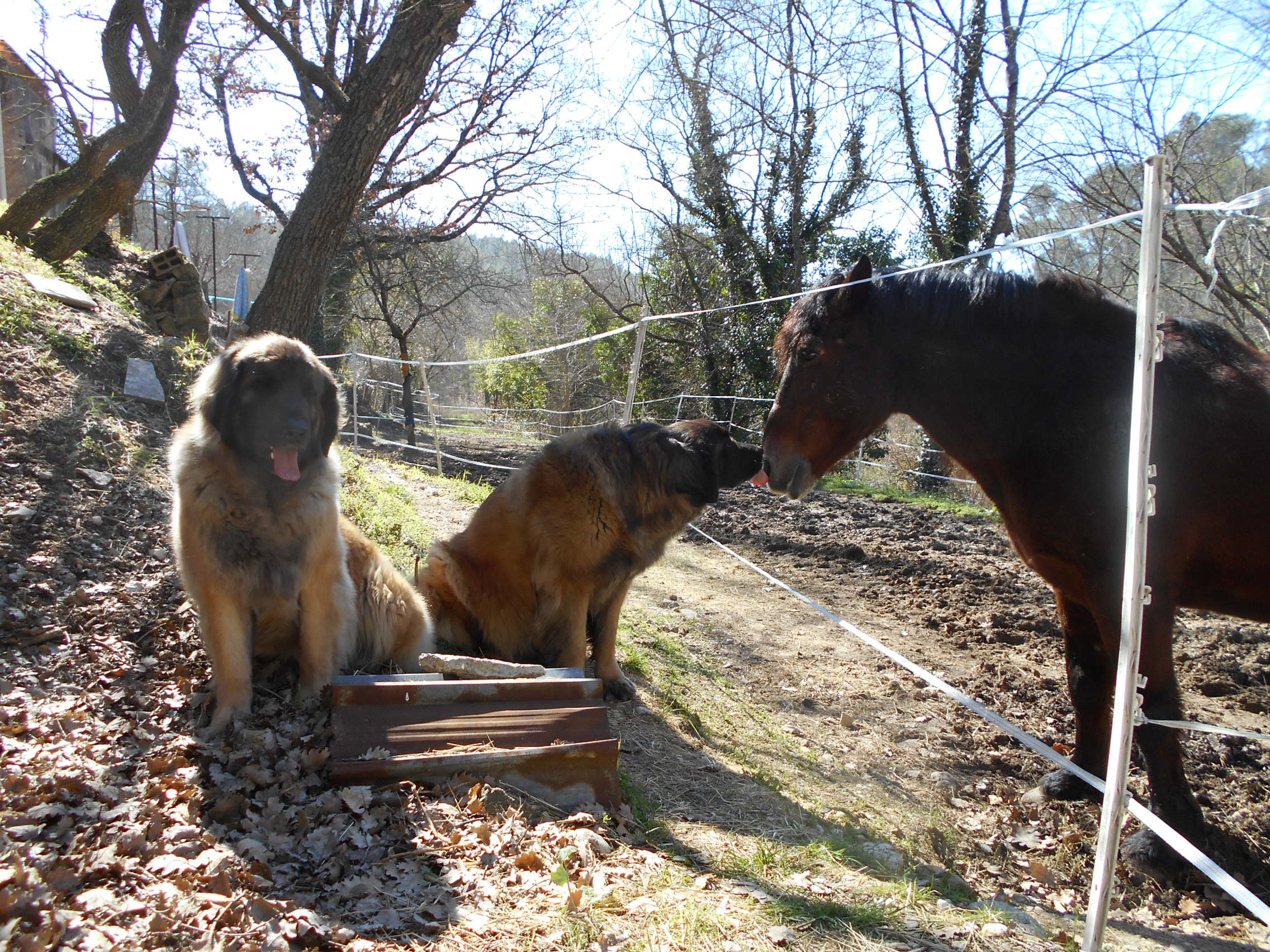 Du Villars Haut - Un bisous tout doux 