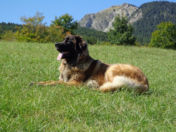 Du Villars Haut - Convalescence à la montagne 