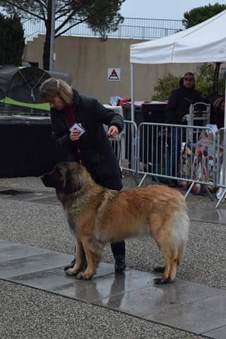 Du Villars Haut - Exposition Canine Nationale de Vallauris Golfe-Juan 