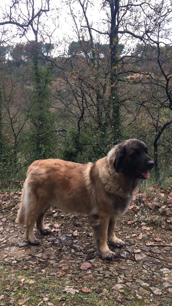 Du Villars Haut - Miss Malia de la Boissière ouest 