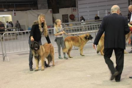 Du Villars Haut - Exposition Canine Internationale d'Avignon 