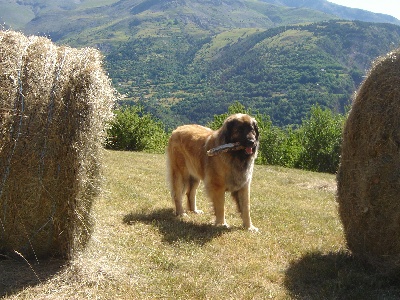 Du Villars Haut - Ramassage des foins Péone le 08 07 2012