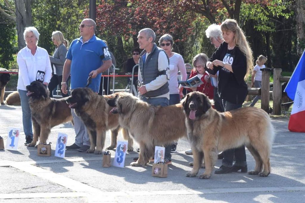 Du Villars Haut - Regionale d elevage de  Flassans sur issole le 31 03 2019