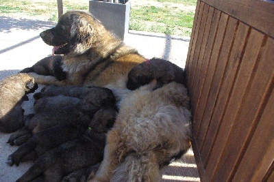 Du Villars Haut - Les bébés de Fensch et  Pacha 3,5 semaines 