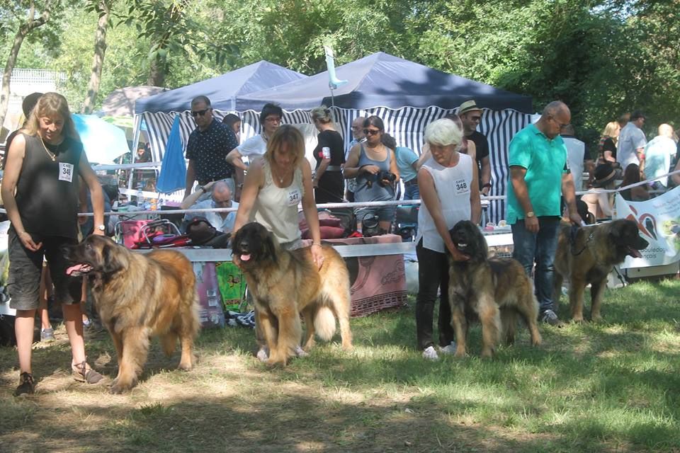 Du Villars Haut - Exposition Canine Nationale de  Trets  