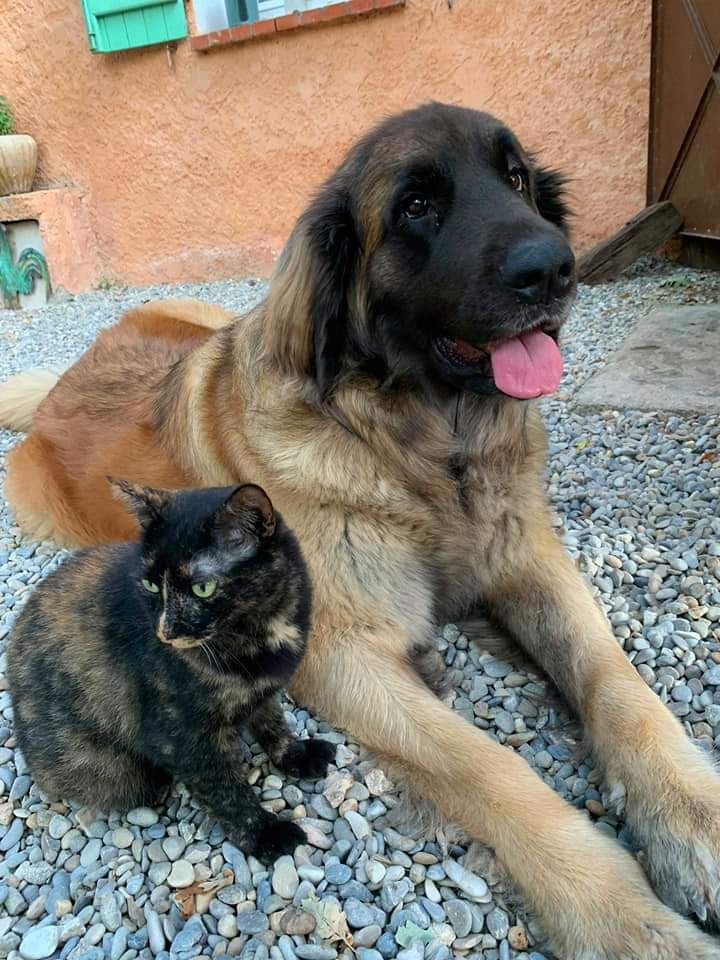 Du Villars Haut - Chien et chat   mà Miss et ma Mimi