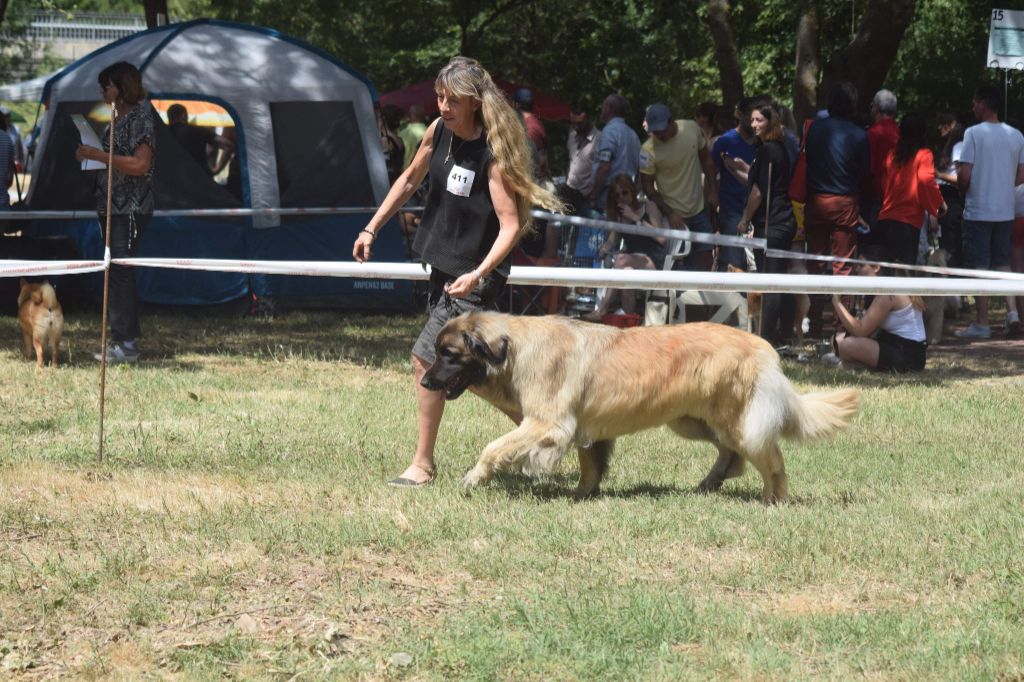 Du Villars Haut - Exposition canine de Trets le 23 06 2019