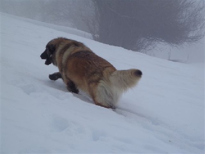 Du Villars Haut - Une vraie vie de Léo  !!!