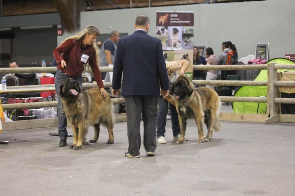 Du Villars Haut - Exposition Canine Nationale d'Avignon 