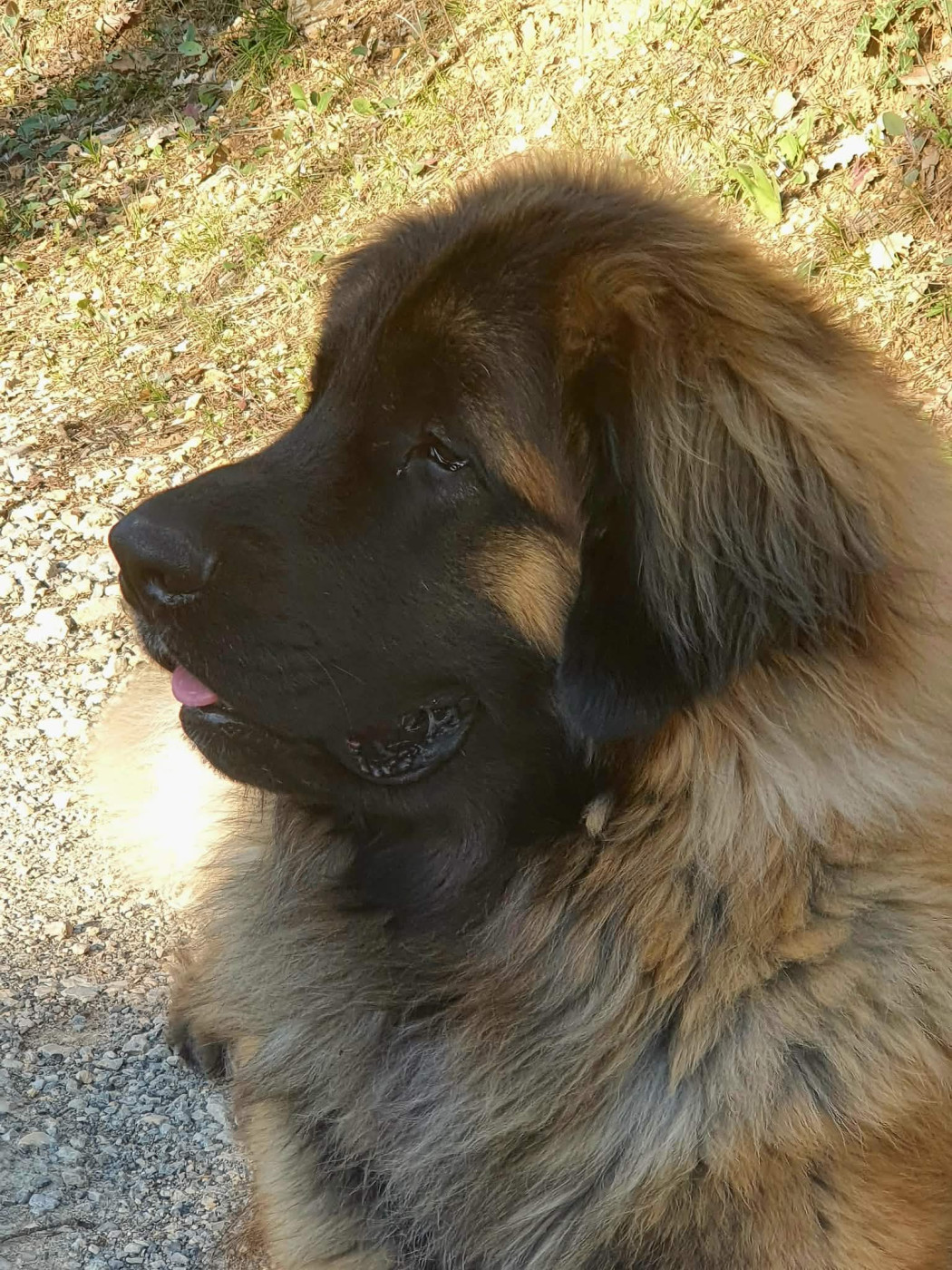 Valio viserion des dragons de