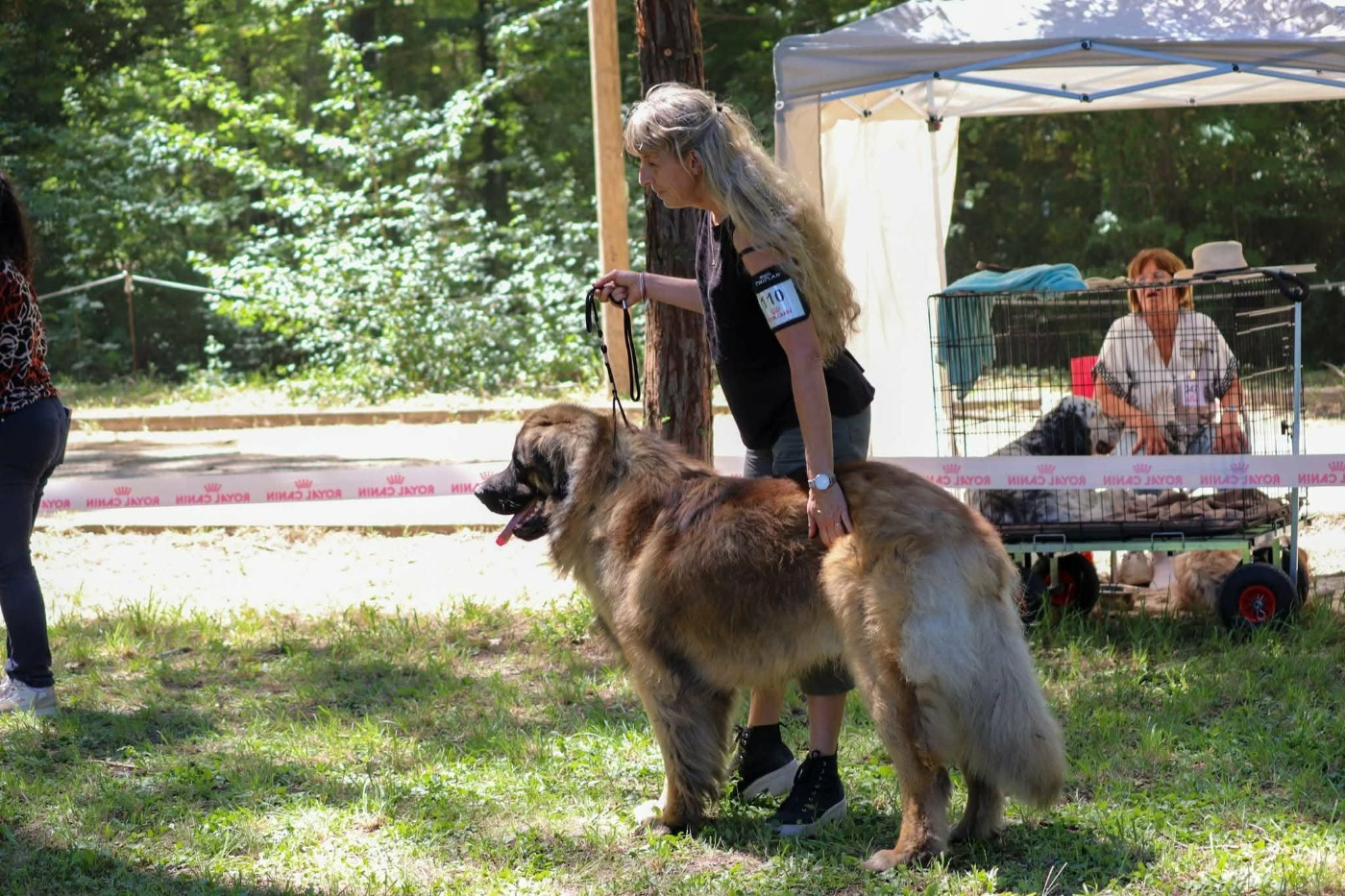 Exposition Canine la Roque d Antheron